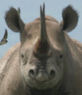 Rhino face